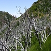 Plants: image 57 Of 107 Thumb